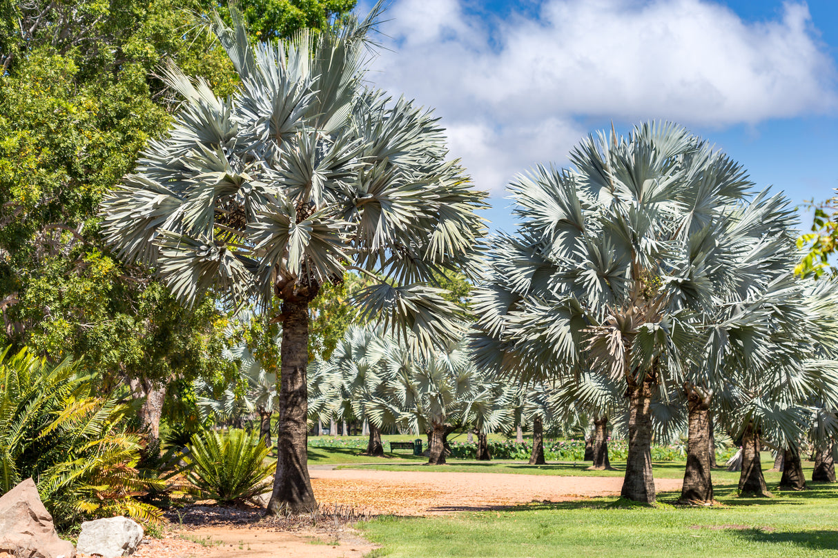 Bismarckia nobilis - Bismarck Palm