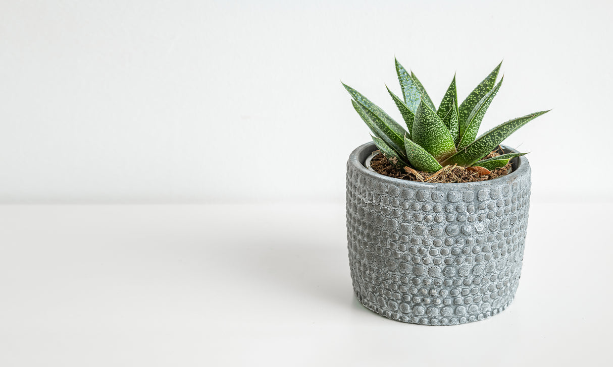 Gasteria 'Flow' - Flow Gasteria