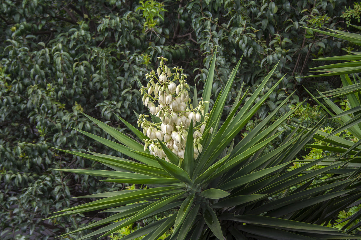 Yucca elephantipes - Spineless Yucca