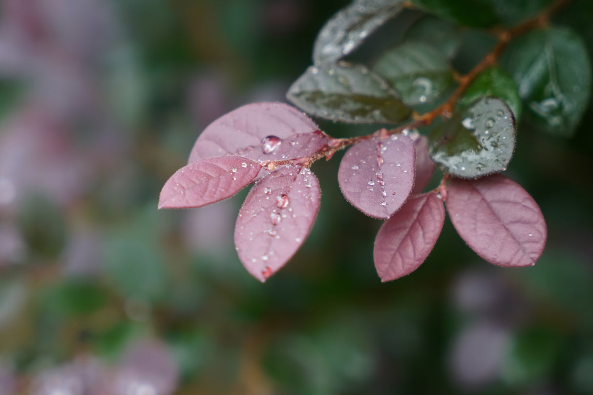 Loropetalum chinense 'Plum Gorgeous' - Plum Gorgeous Loropetalum