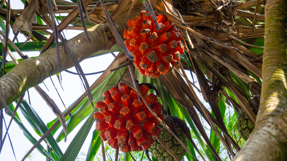 Pandanus Unicornutus - Unicorn Pandanus