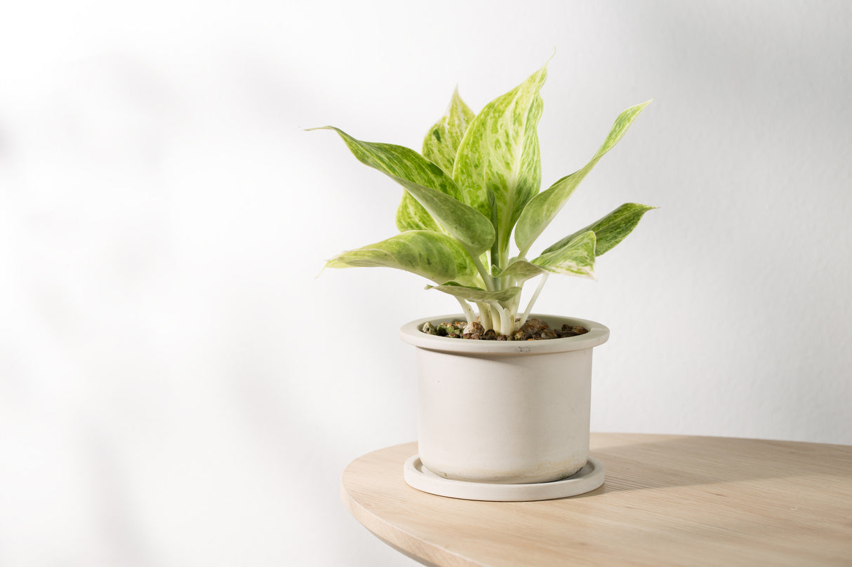 Aglaonema Eileen - Chinese evergreens