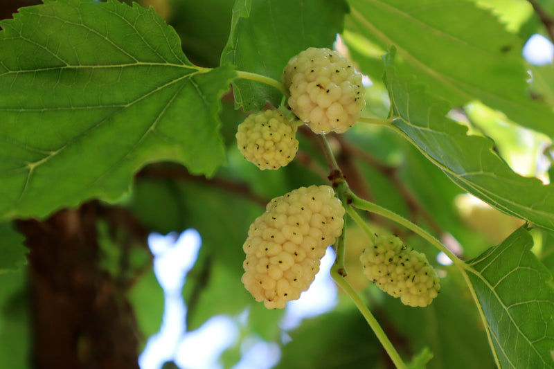 Morus alba - التوت الأبيض