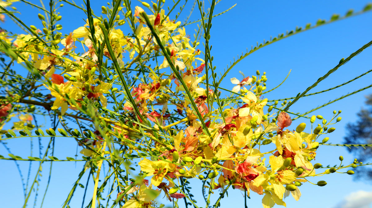 Parkinsonia aculeata - Jerusalem Thorn