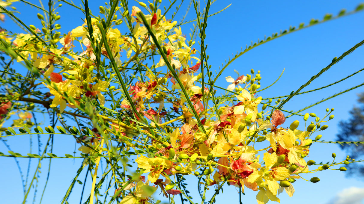 Parkinsonia aculeata - Jerusalem Thorn