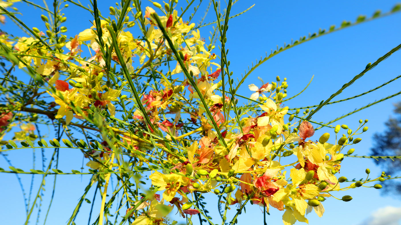 Parkinsonia aculeata - Jerusalem Thorn