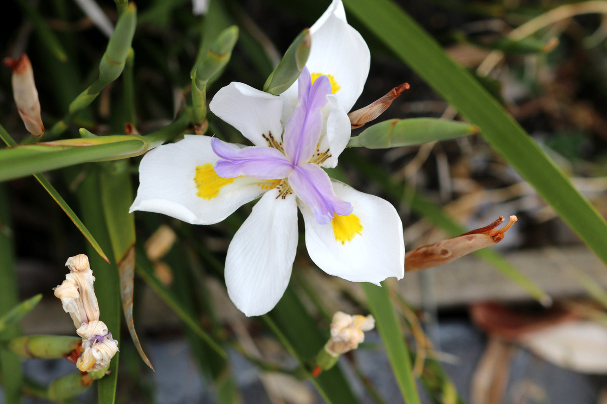 Dietes grandiflora - Fairy Iris