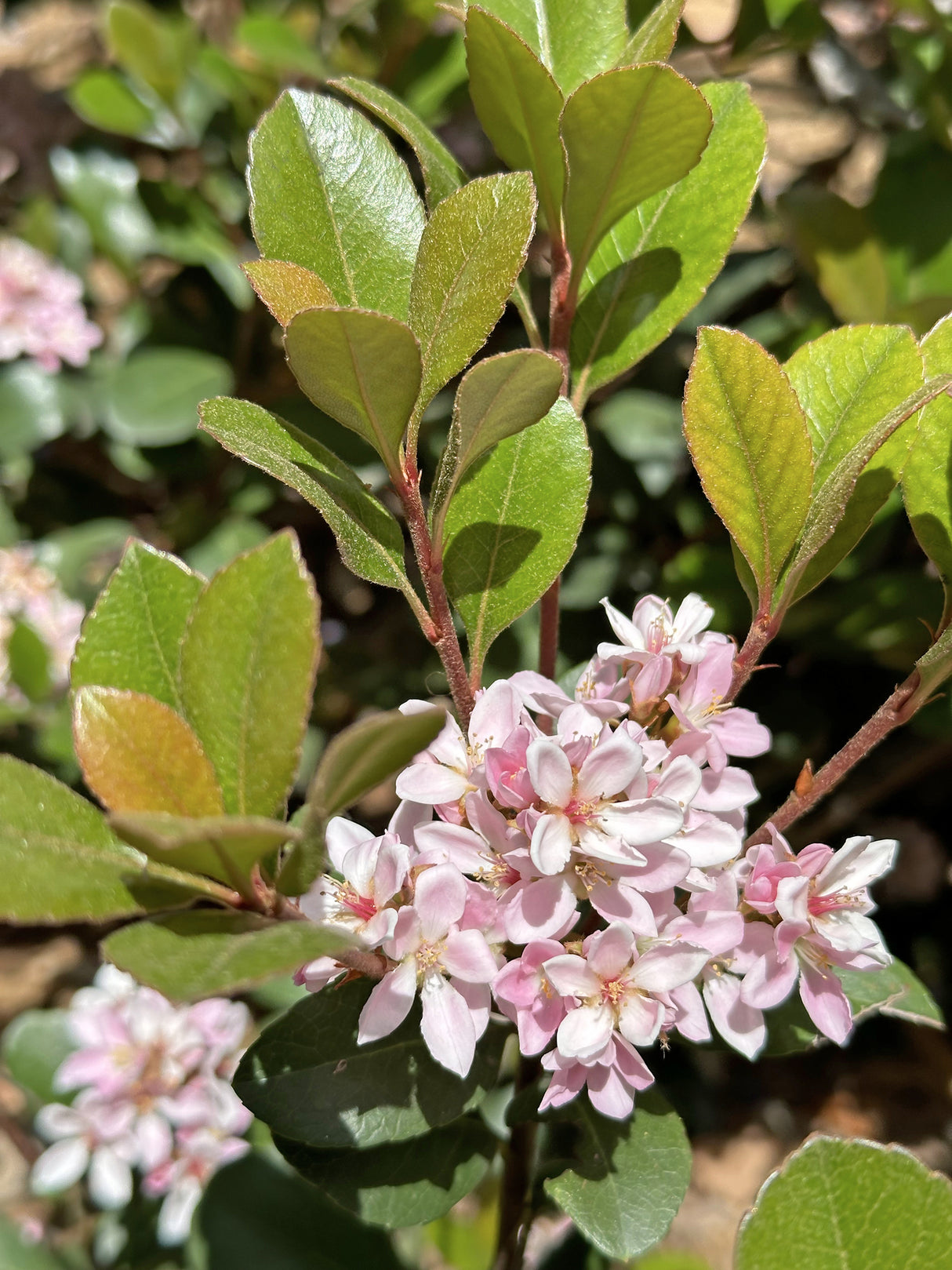 Rhaphiolepis indica 'Maximus' - Maximus Indian Hawthorn