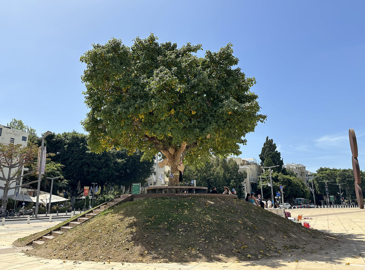 Ficus sycomorus - Sycamore Fig