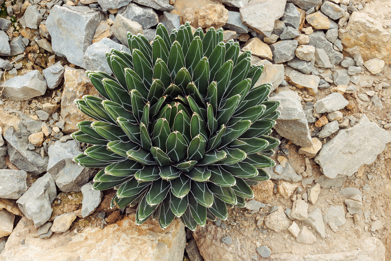 Agave victoriae reginae - أغاف الملكة فيكتوريا