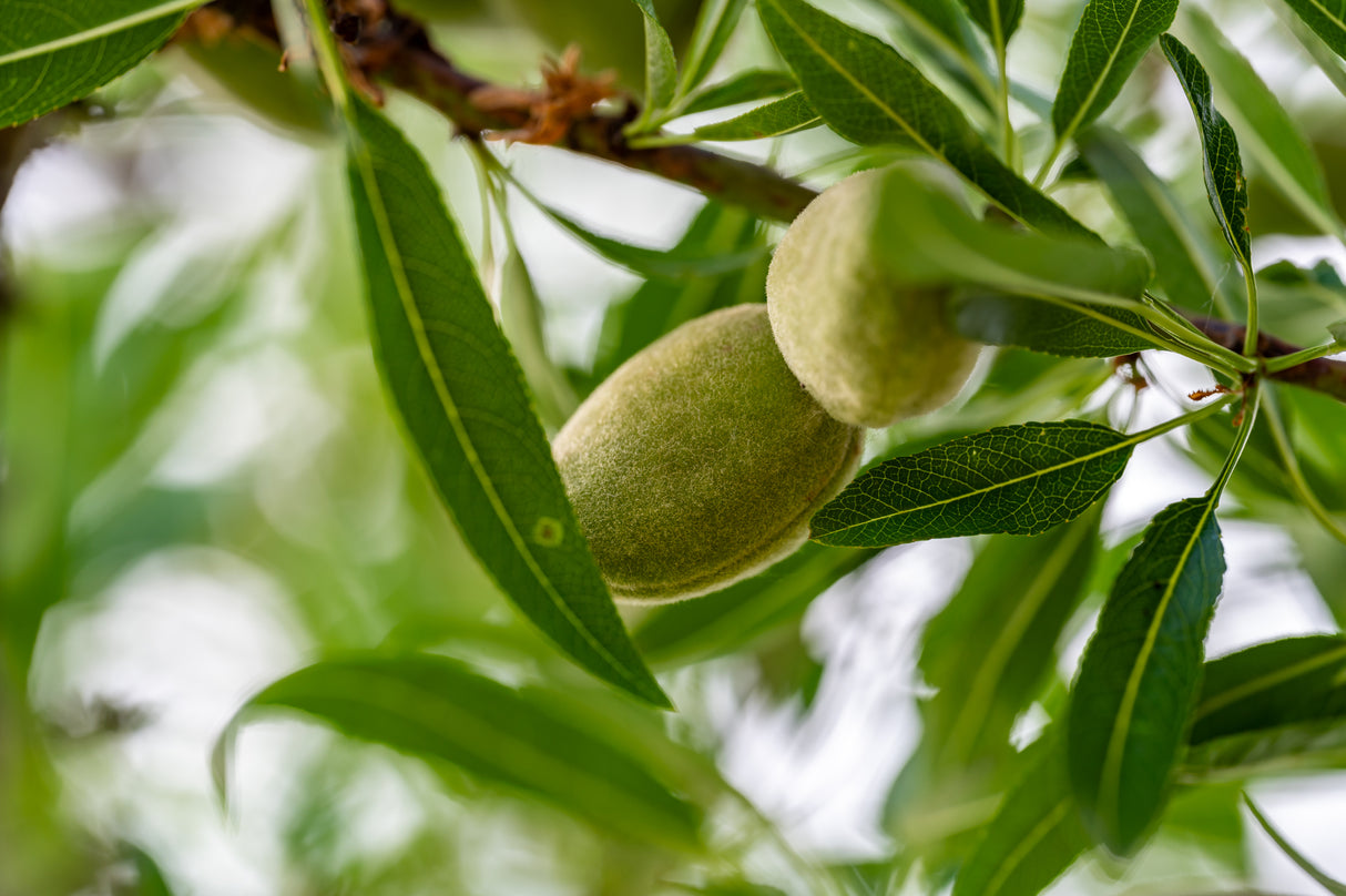 Prunus dulcis - Sweet Almond Tree