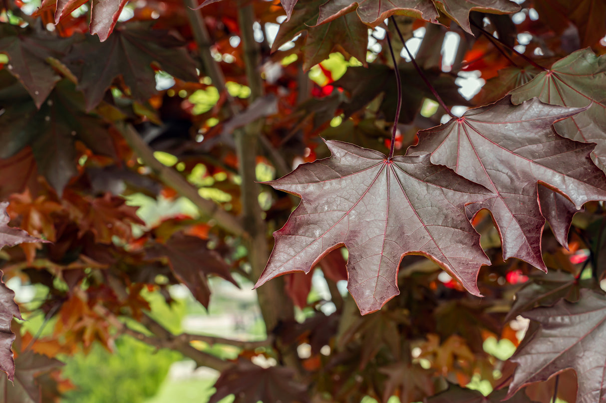 Acer freemanii 'Autumn Blaze' - Autumn Blaze Freeman Maple Tree