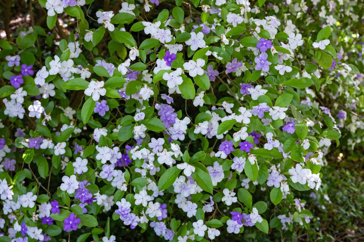 Brunfelsia latifolia - Yesterday, Today and Tomorrow