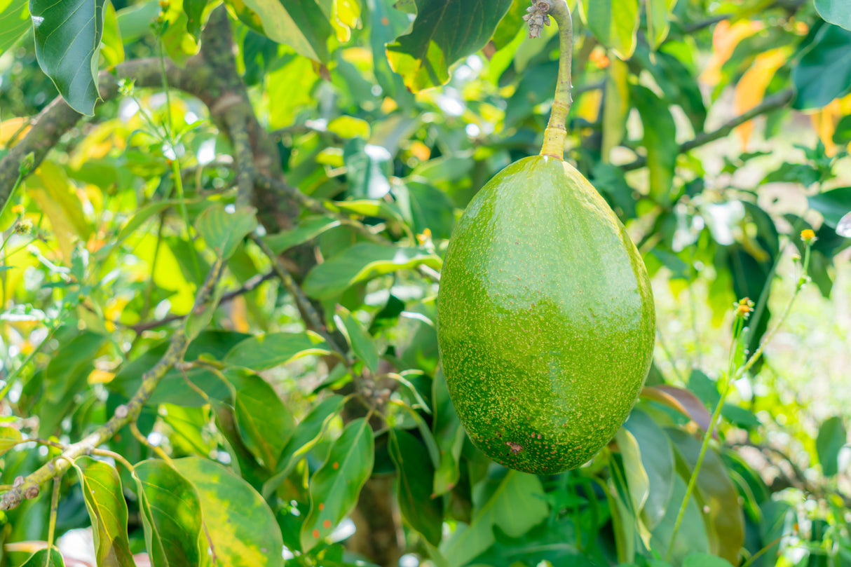 Persea americana 'Shepard' - Shepard Avocado Tree