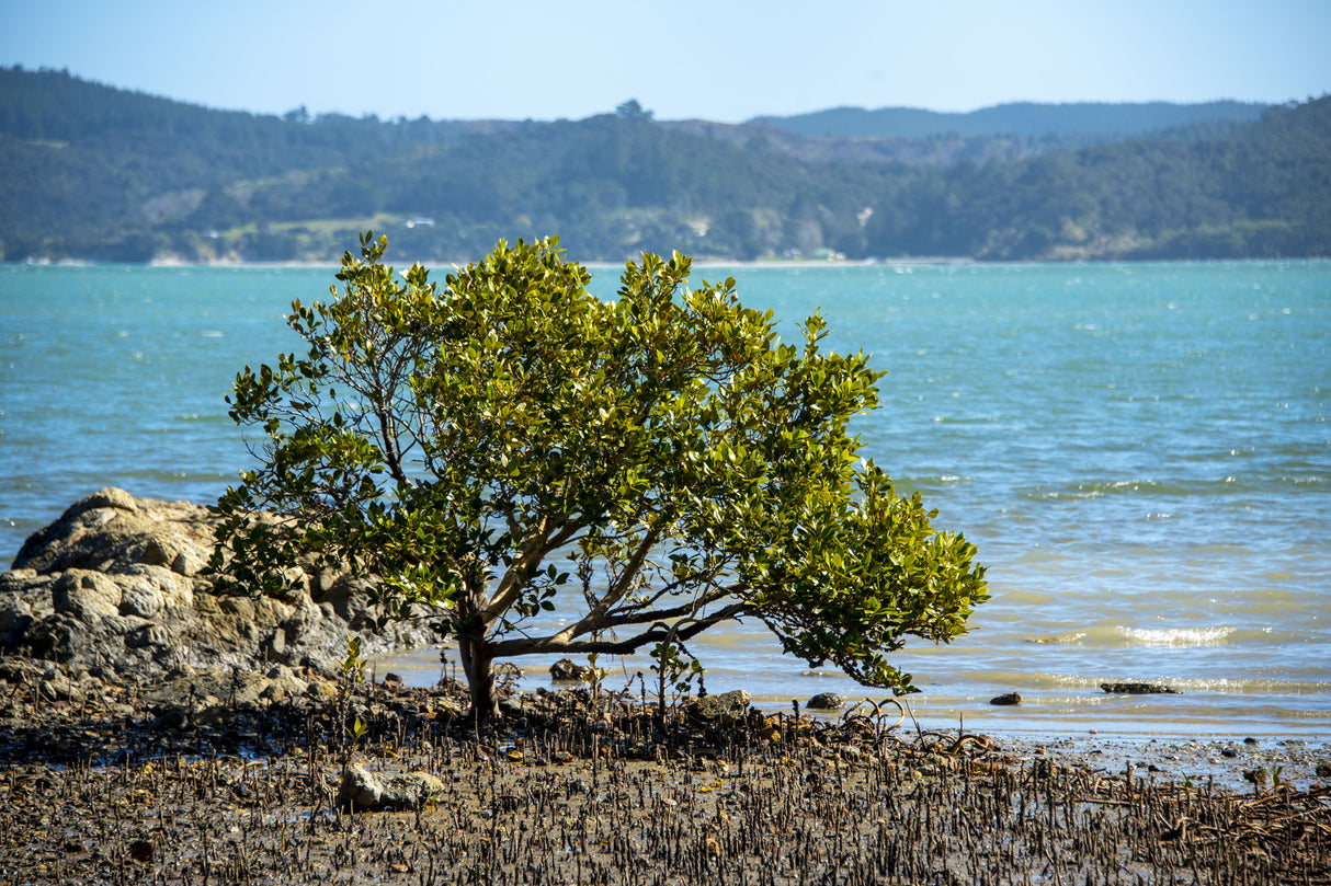 Avicennia marina - Grey Mangrove