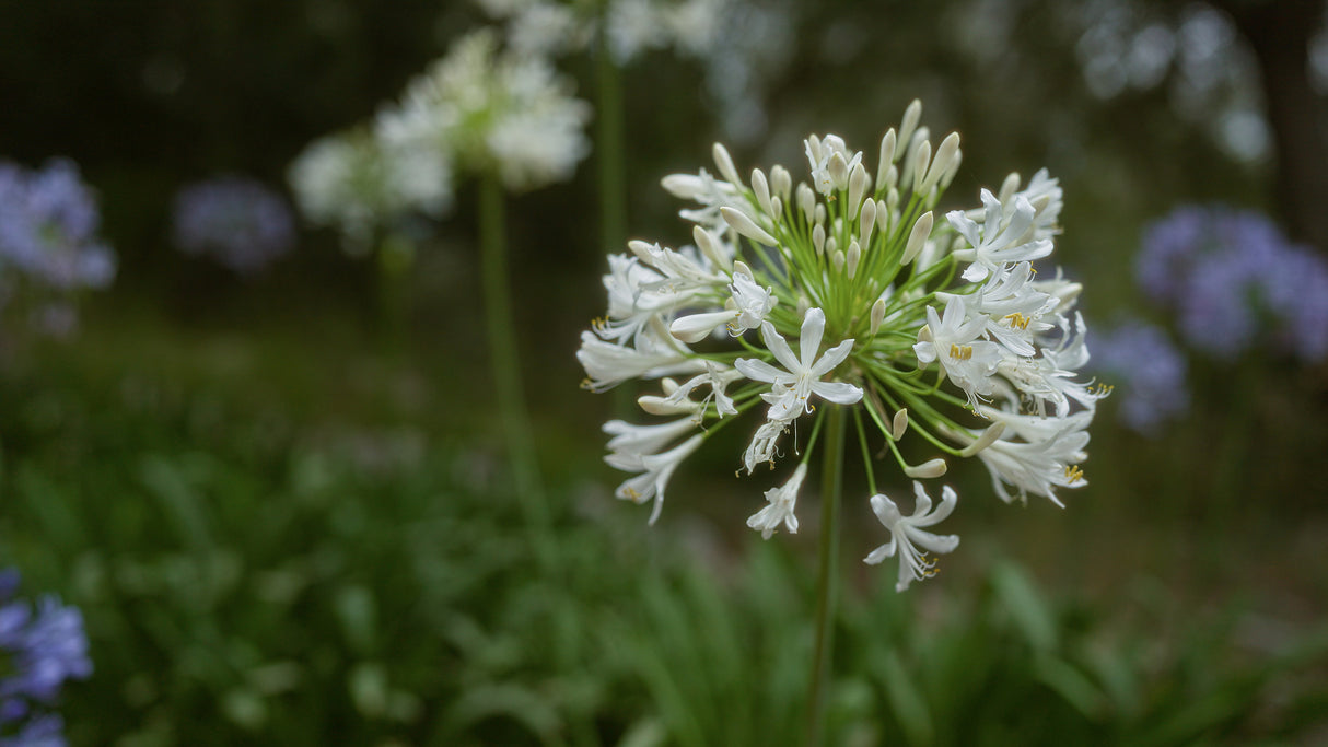 Agapanthus 'Africanus White' - Africanus White Agapanthus