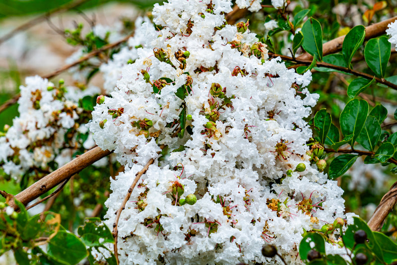 Lagerstroemia 'Natchez' - White Crepe Myrtle