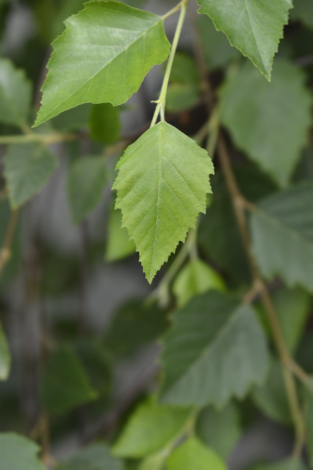 Betula nigra 'Summer Cascade' - Summer Cascade River Birch