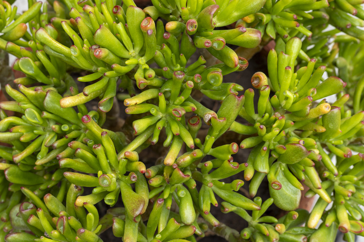 Crassula ‘Gollum’ - Gollum Jade