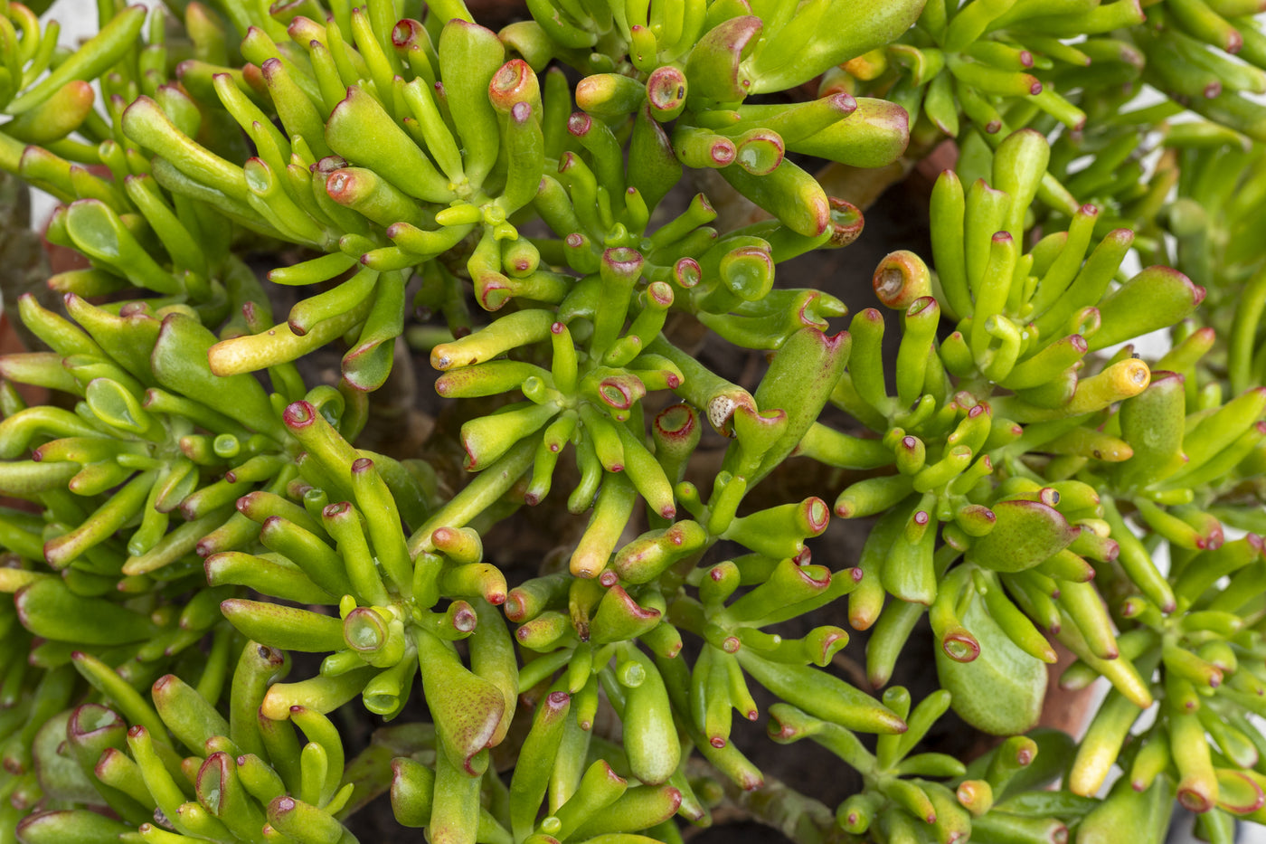 Crassula ‘Gollum’ - Gollum Jade
