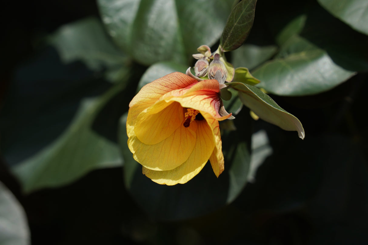 Hibiscus tiliaceus - Sea Hibiscus