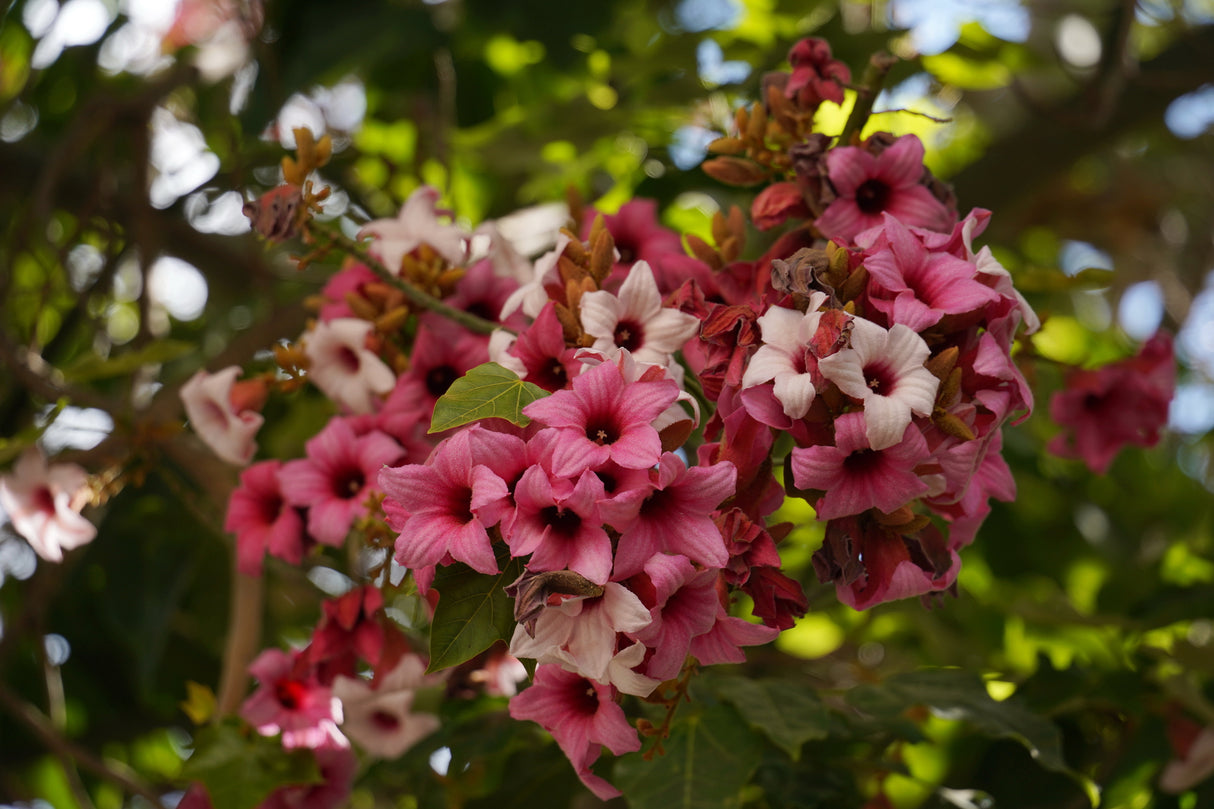 Brachychiton discolor - Lacebark Tree