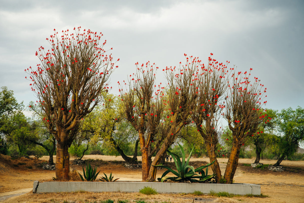 Erythrina caffra - Coast Coral Tree