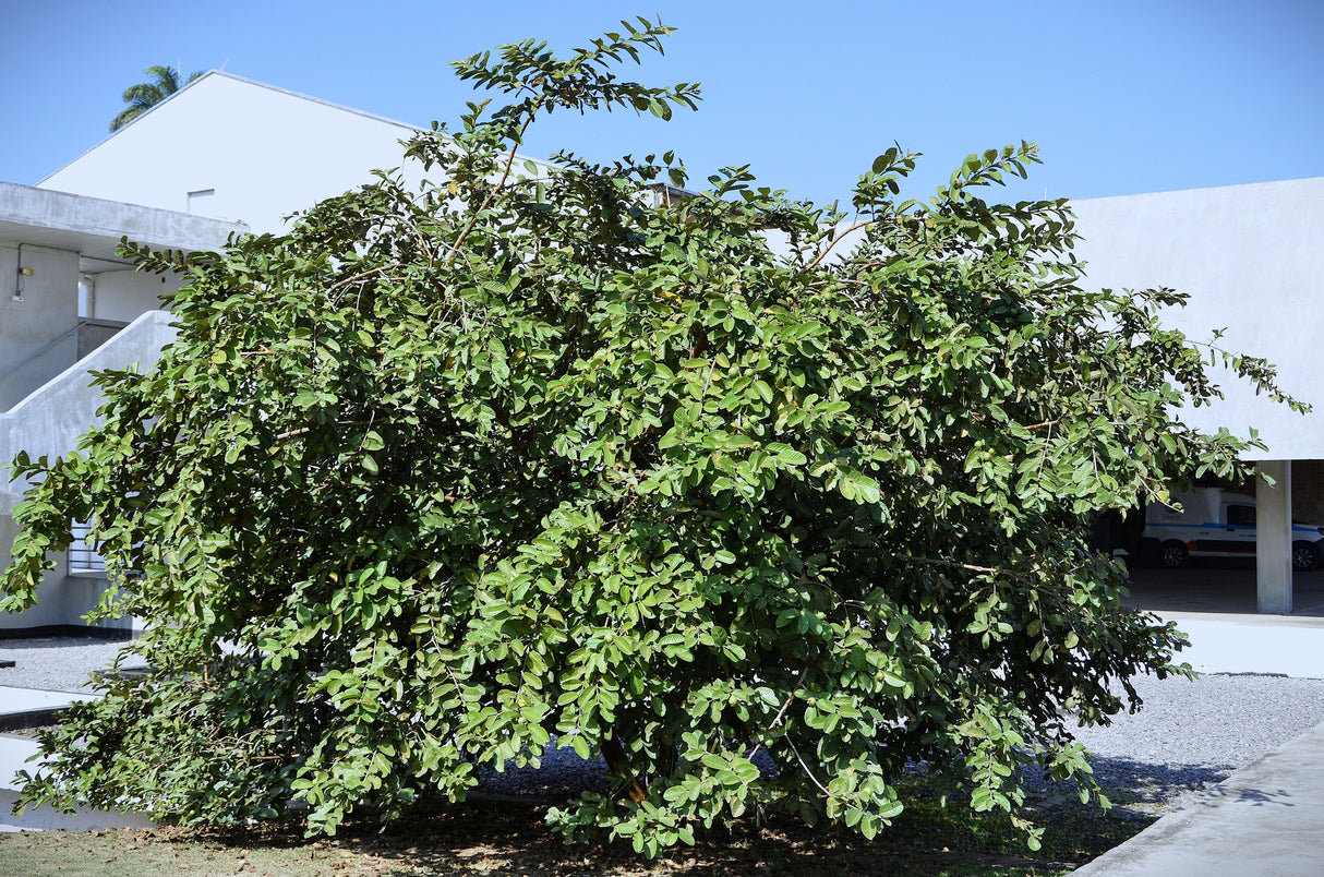 Psidium guajava - Guava Tree