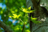 Liquidambar styraciflua - American Sweetgum