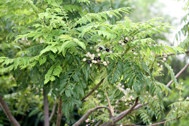 Murraya koenigii - Curry Tree