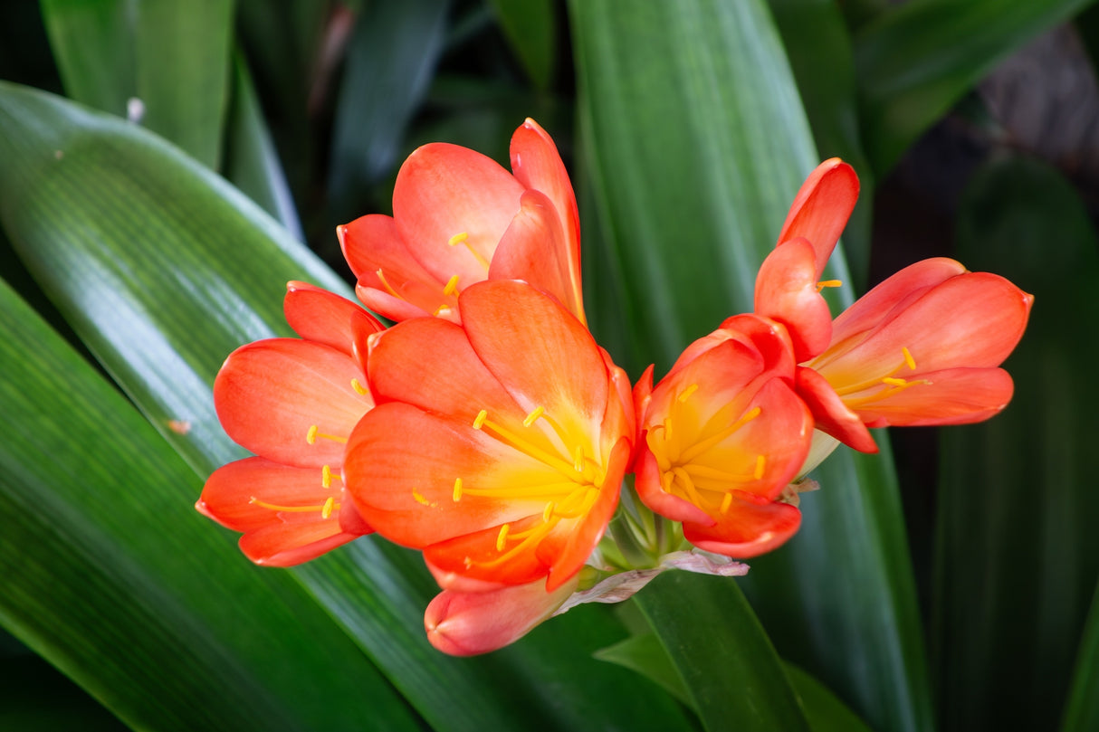 Clivia miniata - Natal Lily