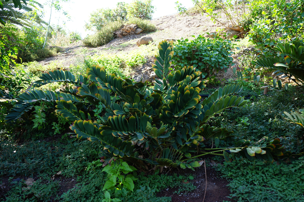 Zamia furfuracea - Cardboard Plant