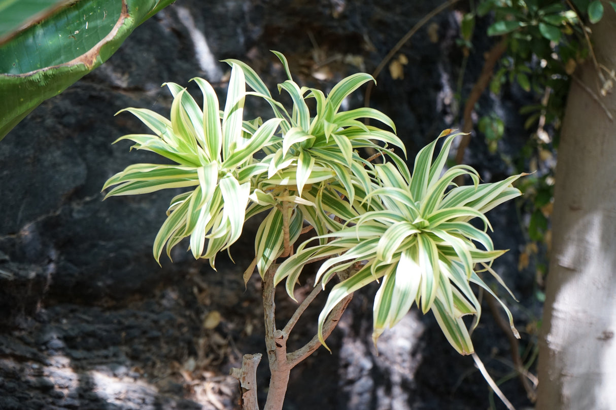 Dracaena reflexa - Song of India