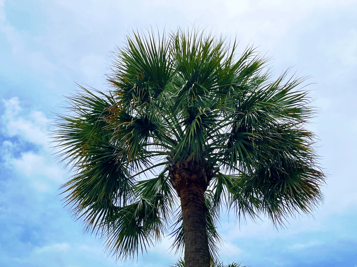 Sabal palmetto - Cabbage Palm