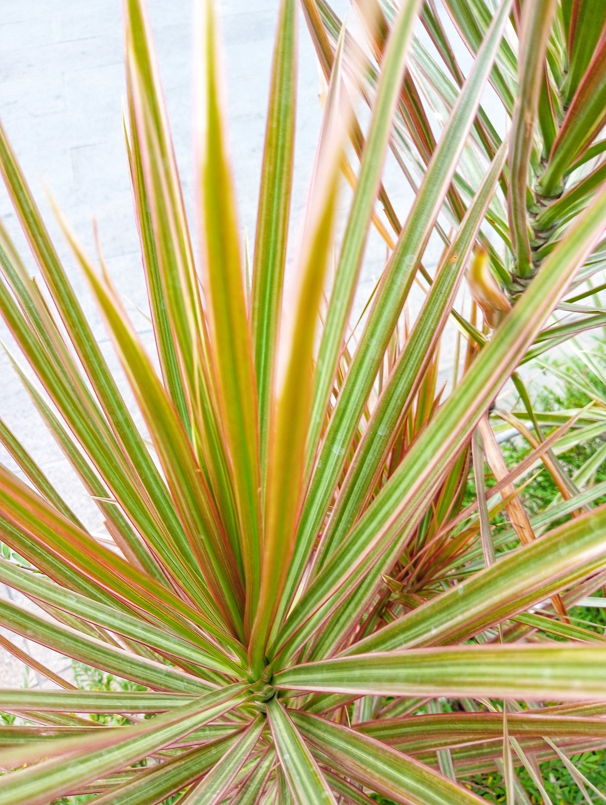 Dracaena marginata 'Colorama' - Colorama Dragon Tree