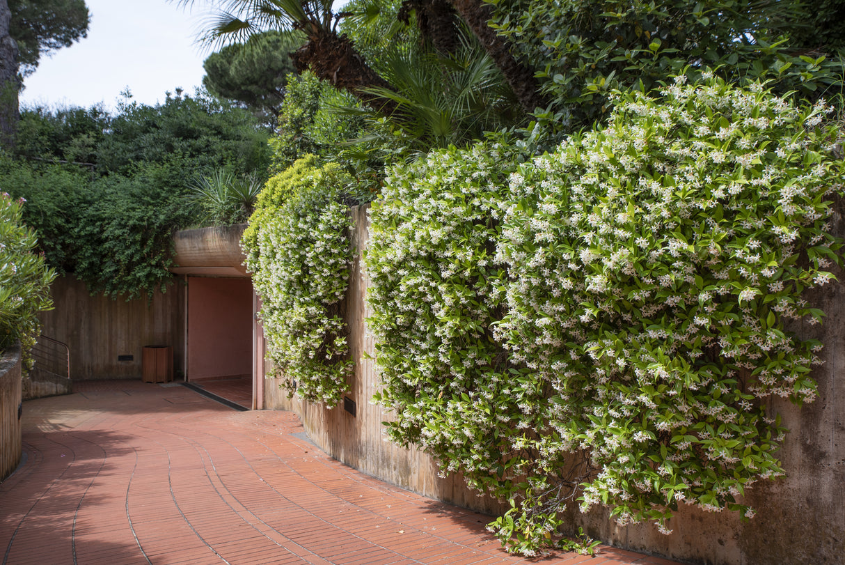 Trachelospermum jasminoides - Star Jasmine