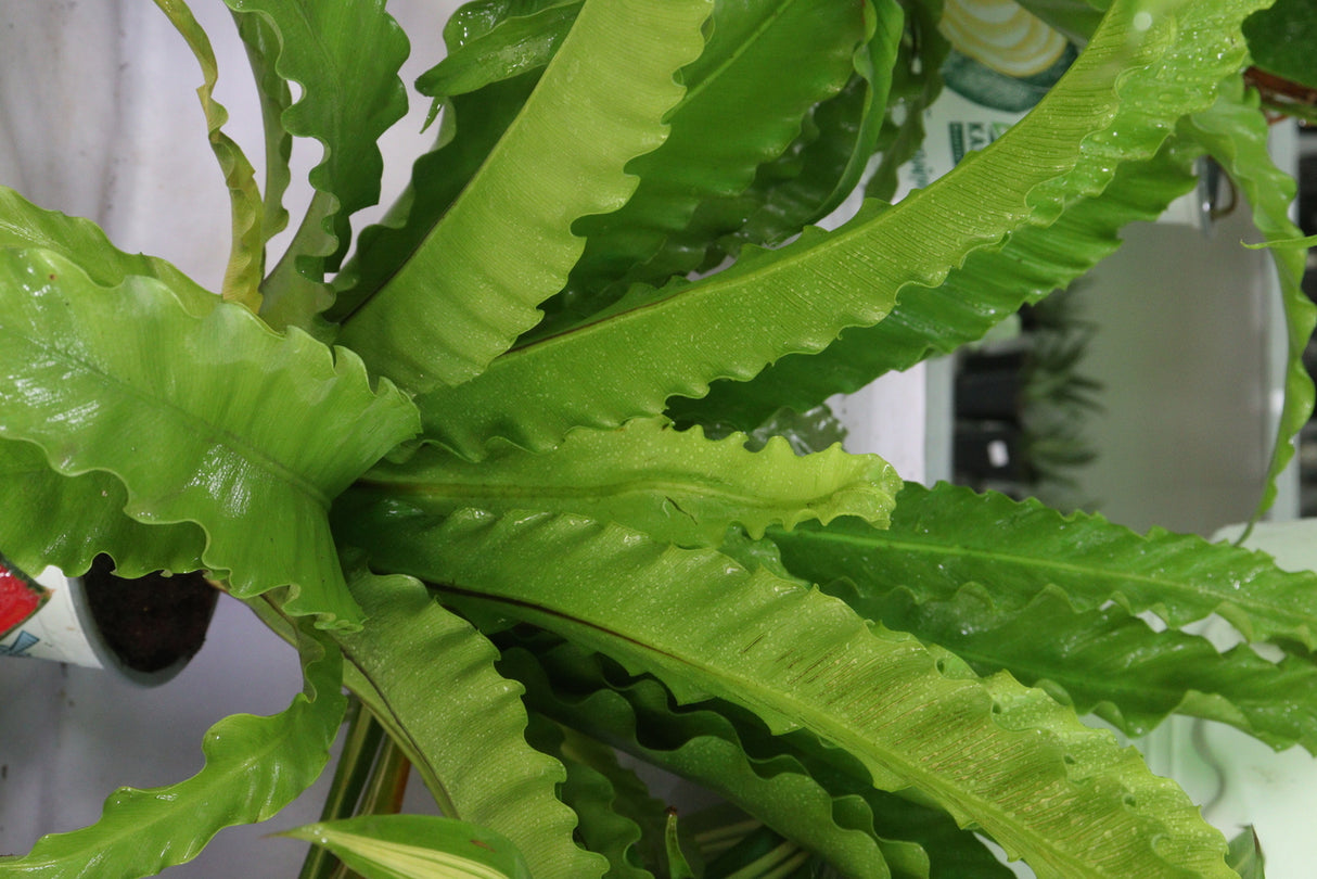 Asplenium nidus Osaka - Japanese Birds Nest Fern