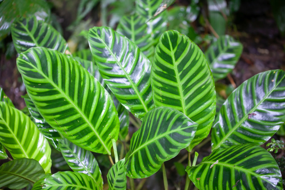 Calathea zebrina - Zebra Plant