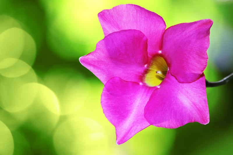 Mandevilla sanderi 'Rosea' - الديبلادينيا الوردية