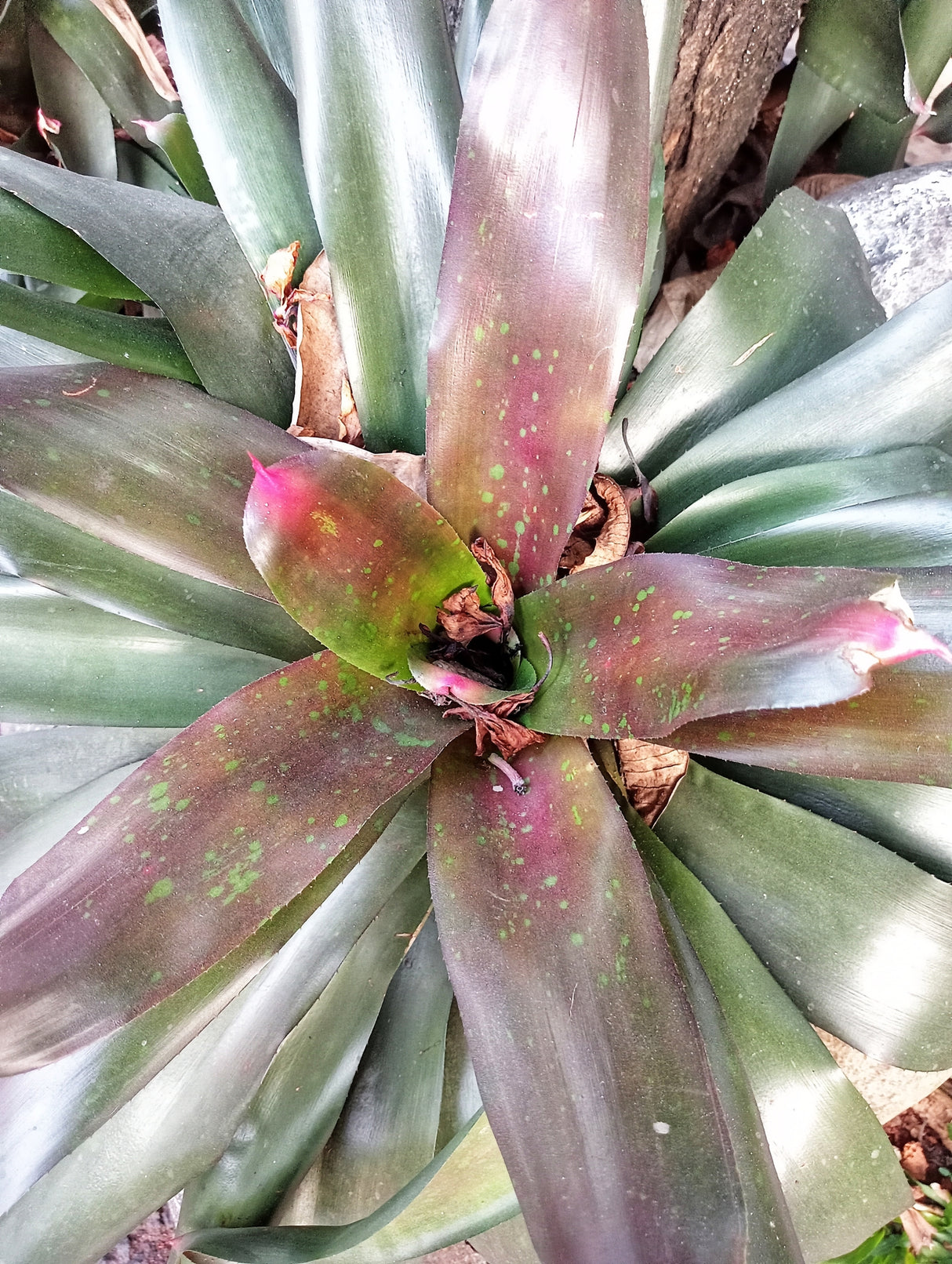 Aechmea fasciata 'Silver Plum' - Giant Silver Plum Bromeliad