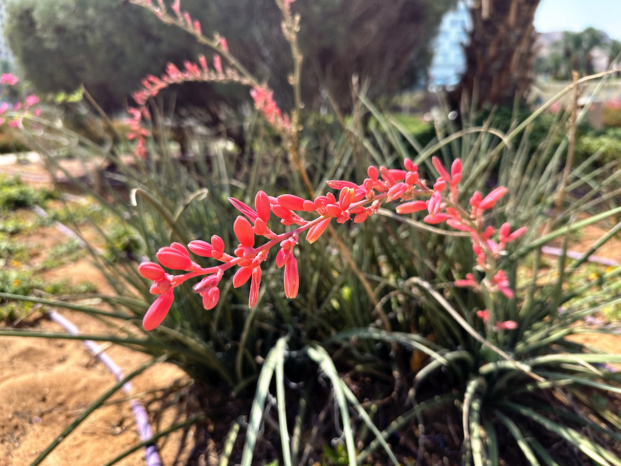 Hesperaloe parviflora - Red Yucca