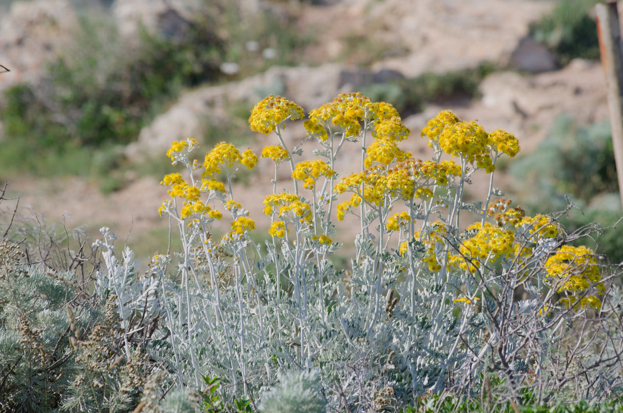 Helichrysum italicum - Curry Plant