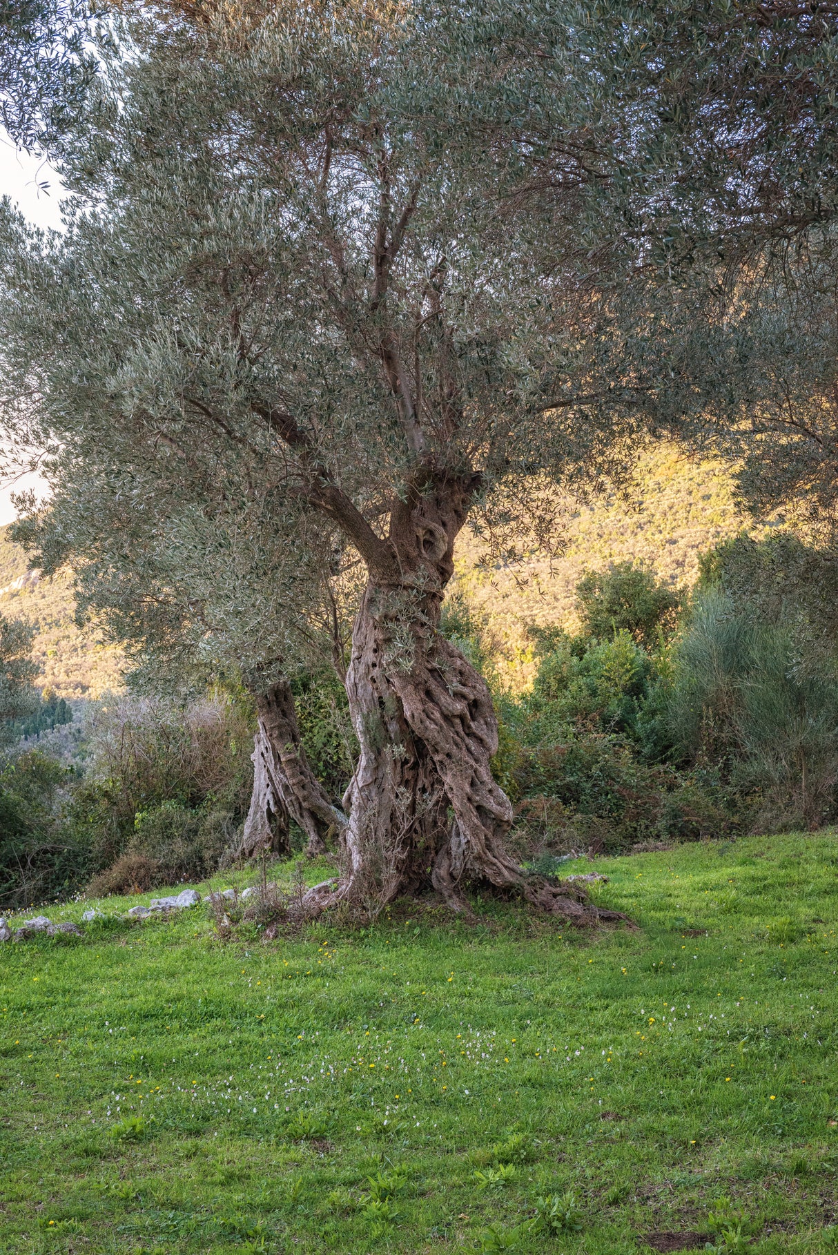 Olea europaea 'Manzanillo' - Manzanillo Olive Tree