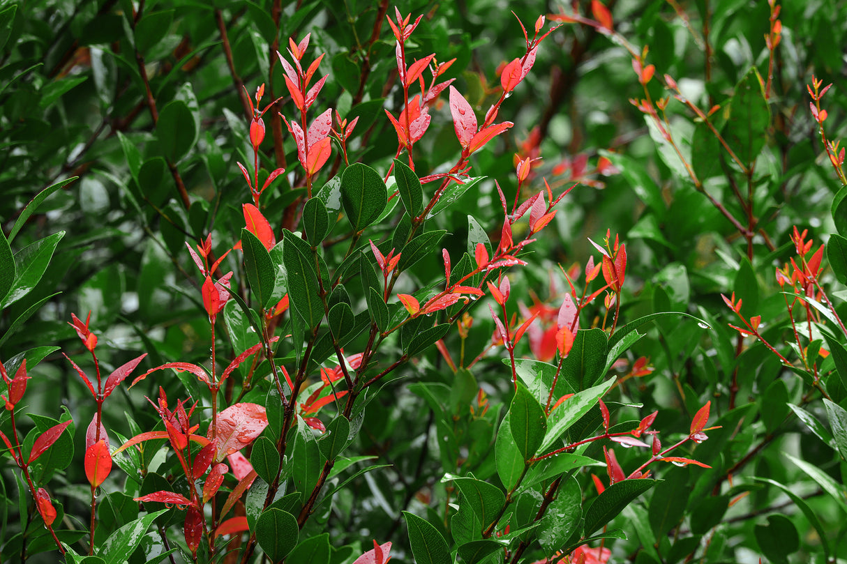 Syzygium australe 'Firescreen' - Firescreen Lilly Pilly