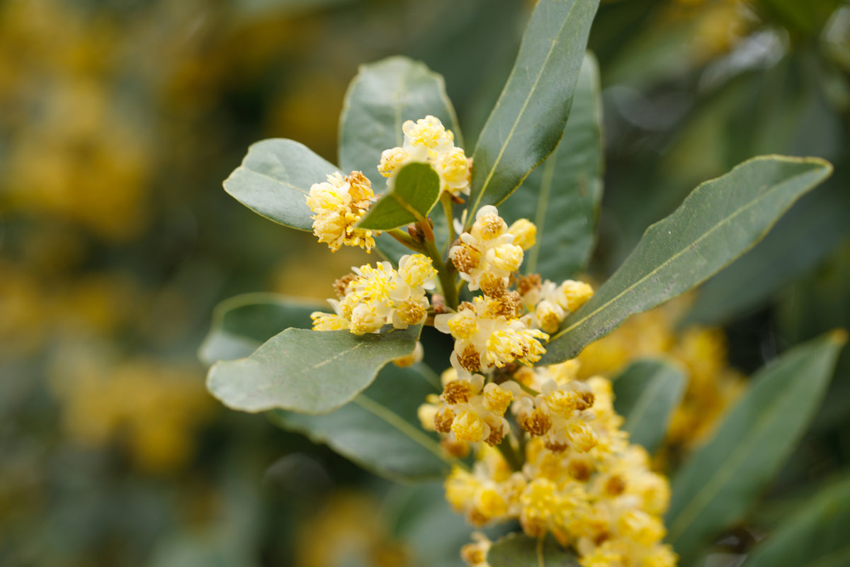 Laurus nobilis 'Baby Bay' - Baby Bay Laurel