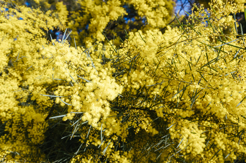 Acacia pycnantha - الأكاسيا الذهبية