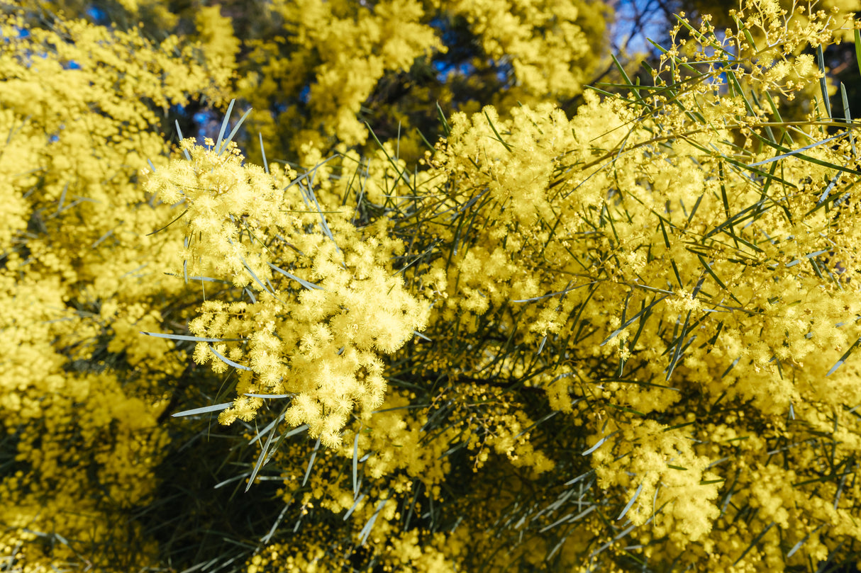 Acacia pycnantha - Golden Wattle