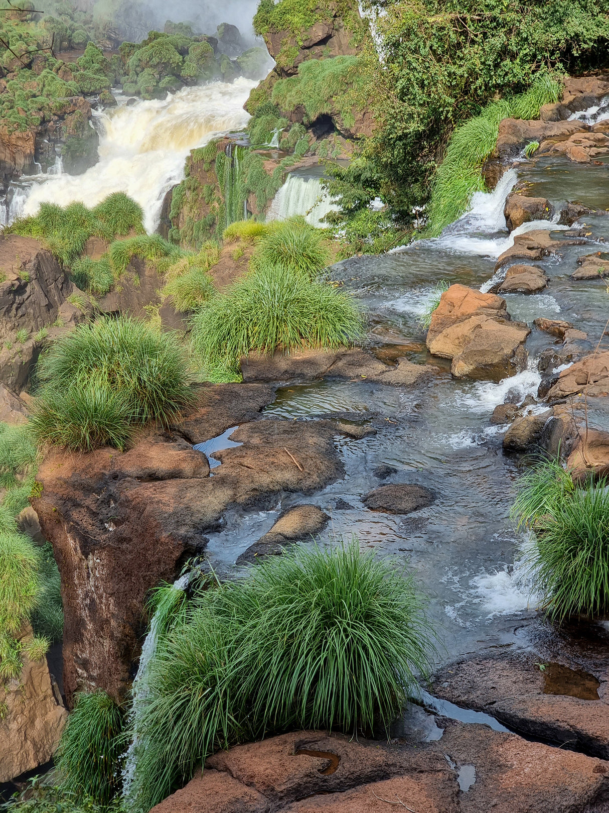 Casuarina glauca 'Greenwave' - Greenwave Casuarina