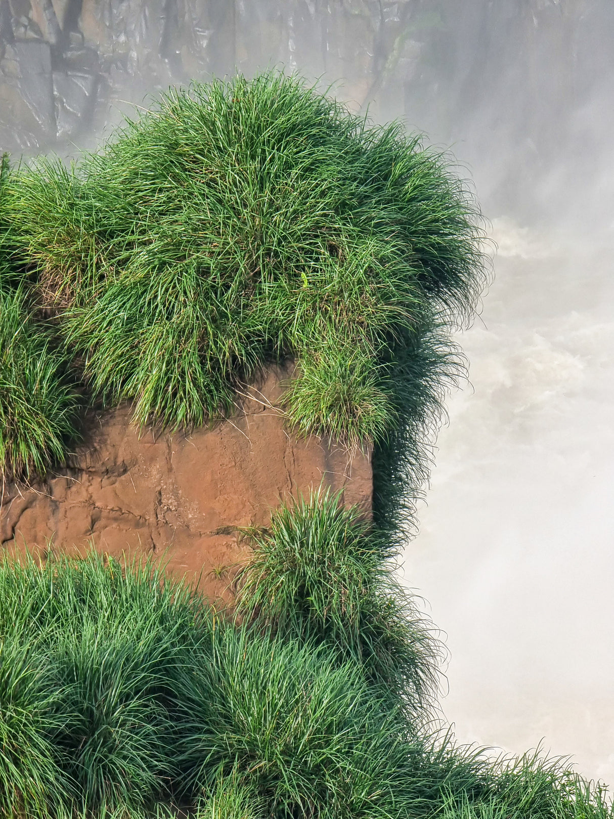 Casuarina glauca - Cousin It