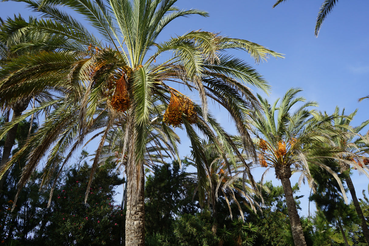 Phoenix dactylifera - Date Palm